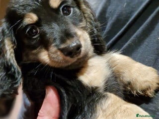 Miniature Dachshund dogs Ready Now! Last Girl Long Coat Waiting For You - Advert 1