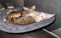 Bengal cats for sale: Snow Mink/Brown Rossette Blue Eyed Bengals - Image 1