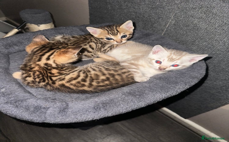 Bengal cats - Advert 6