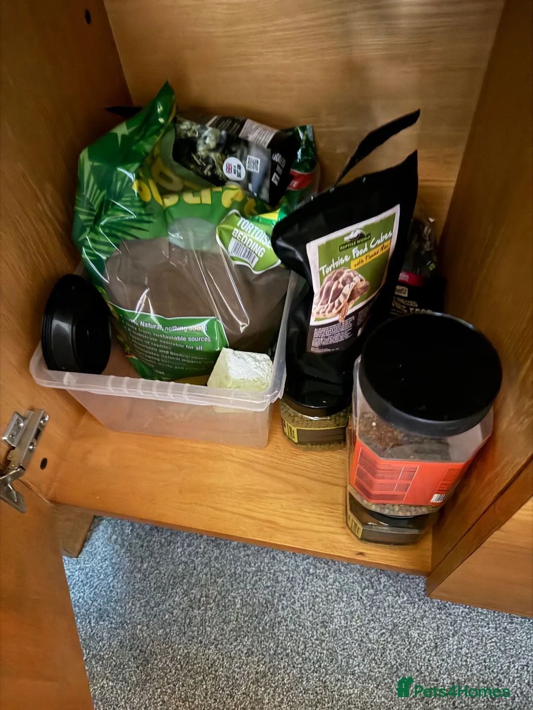 Tortoise reptiles for sale: Herman’s tortoise and fullSetup  - Advert 5