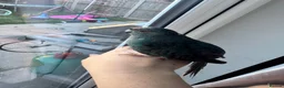 Mixed Breed birds for sale: Teal, the kakariki  - Advert 5