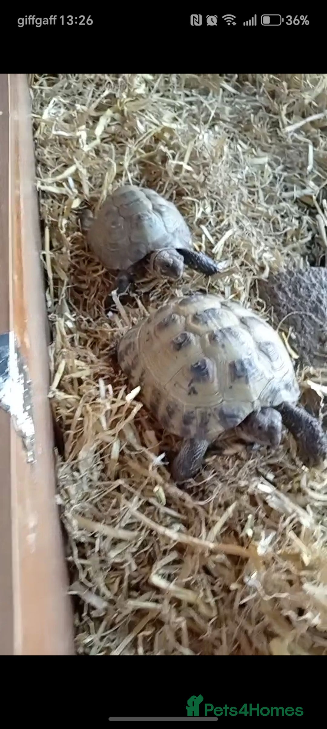 Tortoise reptiles for sale: Pair of 9 year old horsefield tortoises & set up - Advert 2