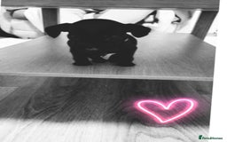 Patterdale Terrier dogs for sale: 1 year old Male Patterdale - Image 13