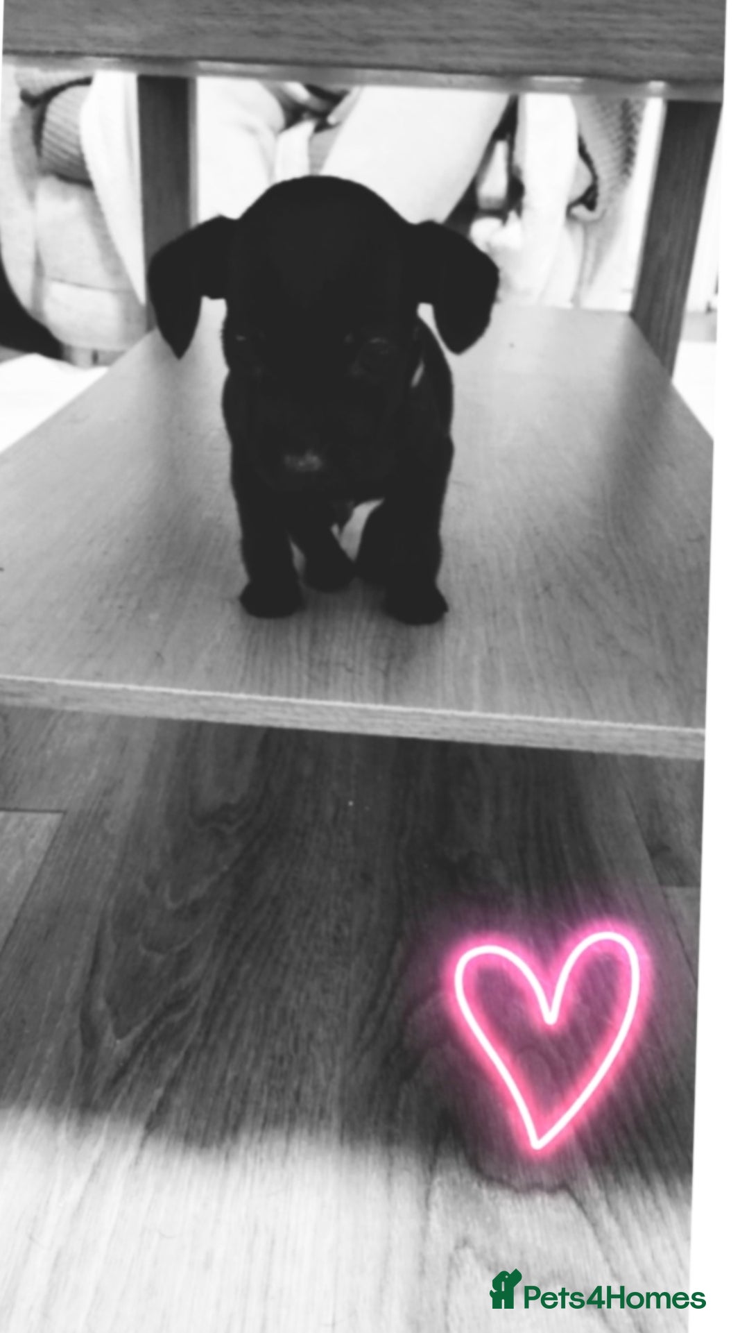 Patterdale Terrier dogs for sale: 1 year old Male Patterdale - Image 13