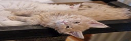 Maine Coon cats for sale: MAINE COON KITTENS WITH WORLD CHAMPION BLOODLINES - Advert 4