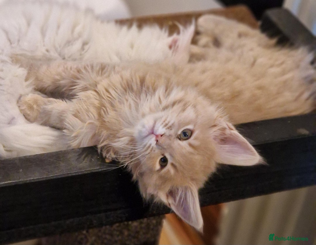 Maine Coon cats for sale: MAINE COON KITTENS WITH WORLD CHAMPION BLOODLINES - Advert 4