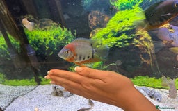 Cichlids fish for sale: Tropical fish  - Image 26