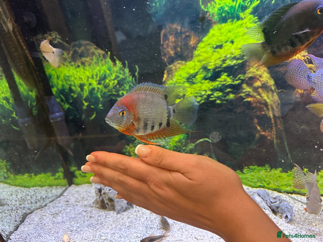 Cichlids fish for sale: Tropical fish  - Image 26