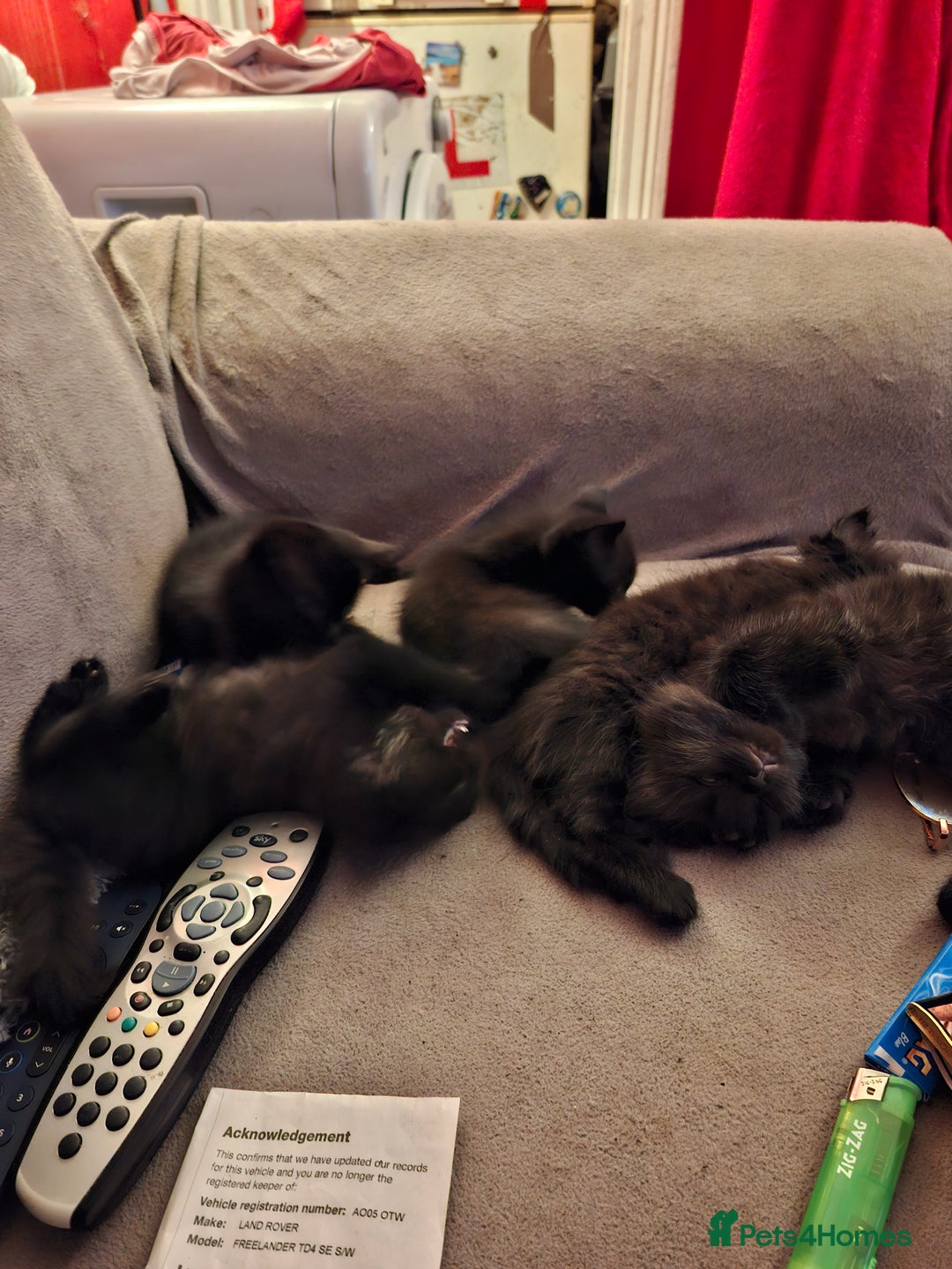 British Longhair cats for sale: 8 kittens for sale - Image 7
