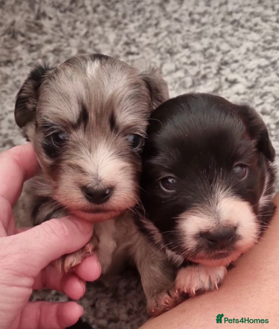 Mixed Breed dogs   **  Mauxie dog puppies  - Advert 1