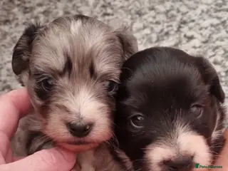 Mixed Breed dogs ** Mauxie dog puppies - Advert 1