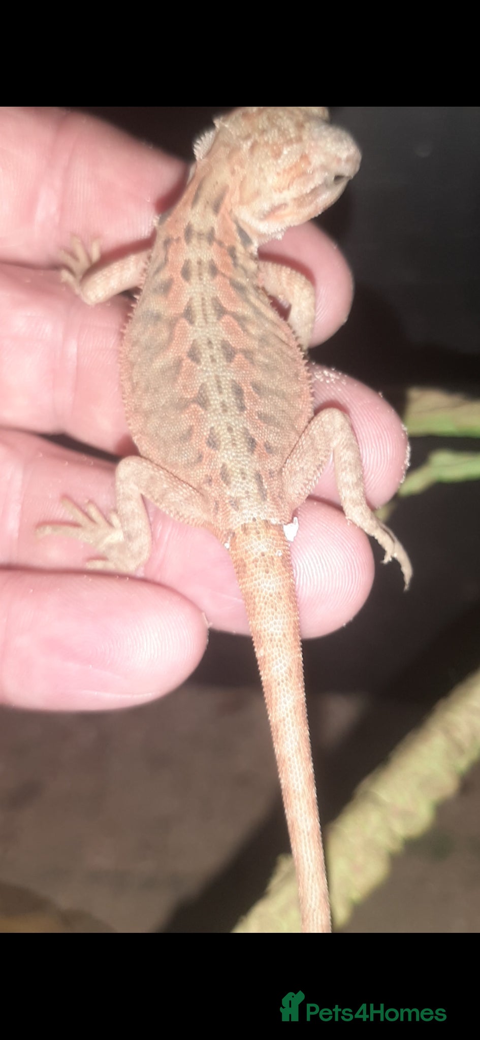 Bearded Dragon reptiles for sale: Beautiful Baby Bearded Dragons For Sale - Advert 11