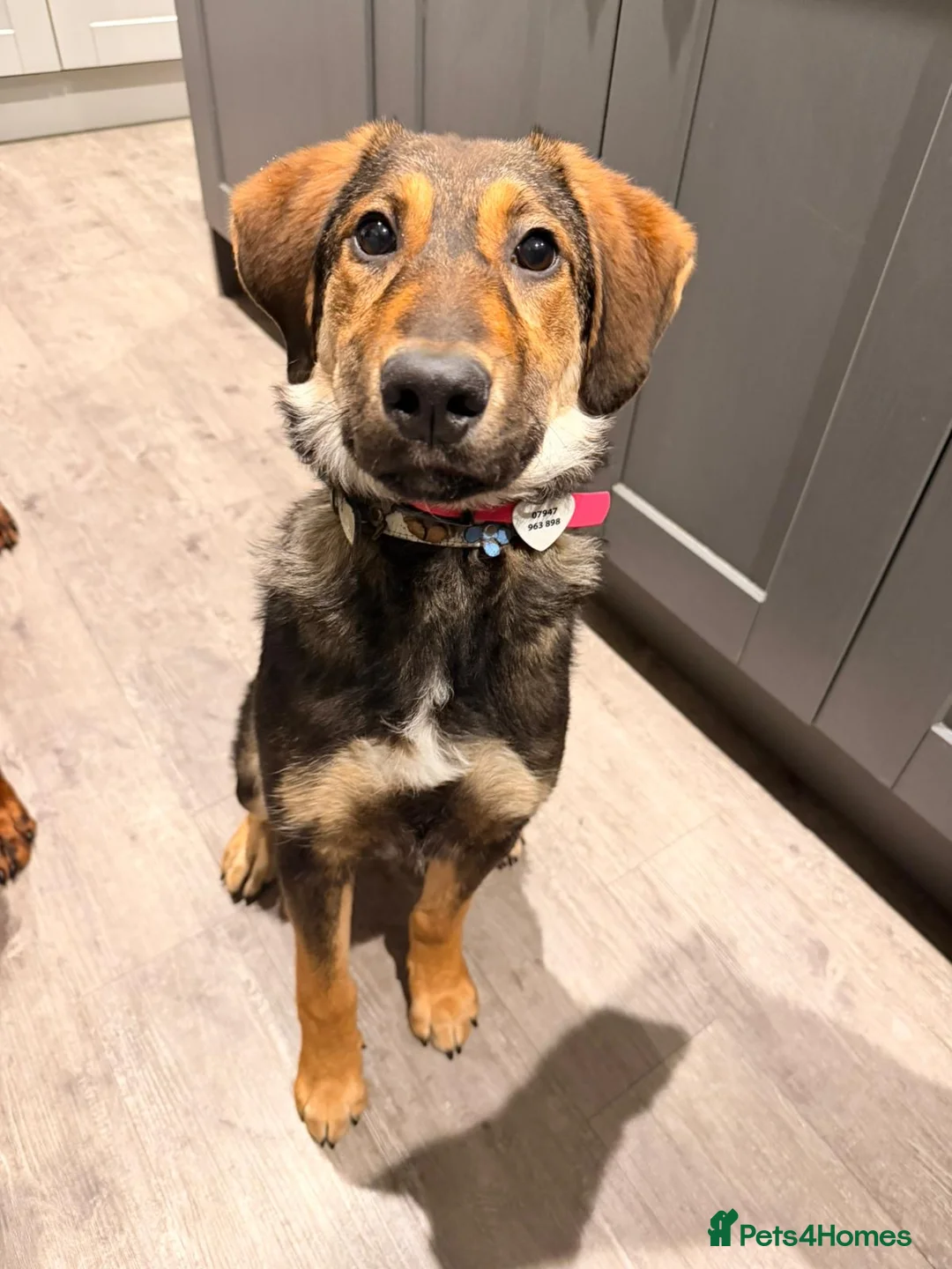 Mixed Breed dogs for adoption: Beautiful Ruby !  - Advert 2