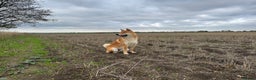Japanese Shiba Inu dogs for stud: Multiple Proven Shiba Inu Champion Stud 24 month in Leeds - Advert 3