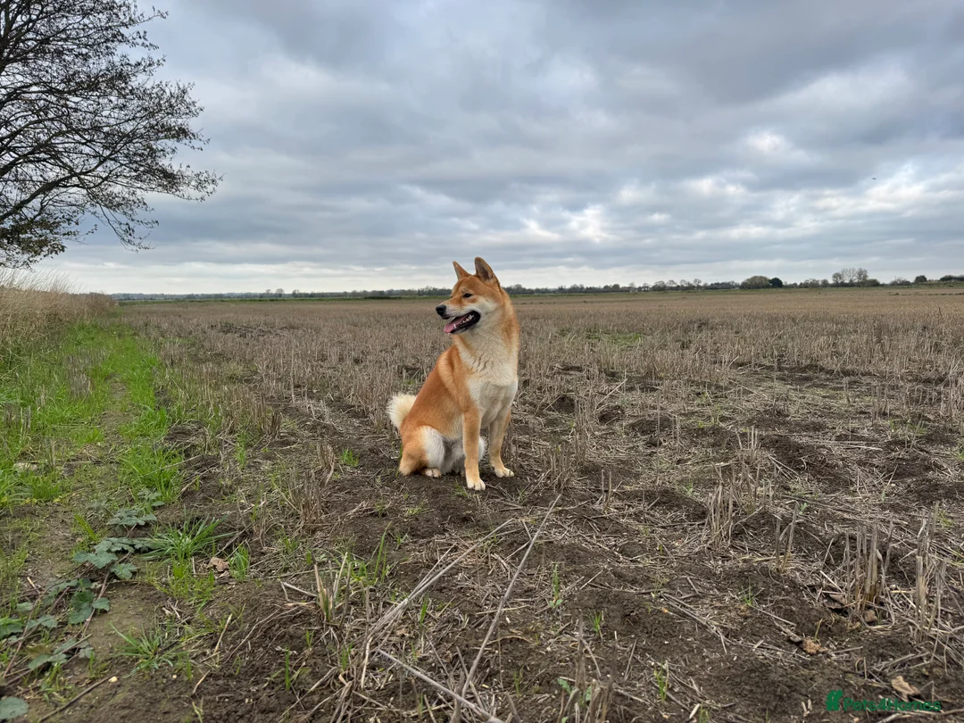 Japanese Shiba Inu dogs for stud: Multiple Proven Shiba Inu Champion Stud 24 month in Leeds - Advert 3
