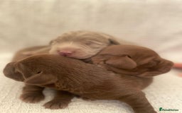 Labrador Retriever dogs for sale: 1 stunning boy left  - Image 9
