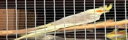 Cockatiels birds for sale: Young Cockatiels - Advert 5