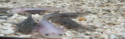 Axolotl reptiles for sale: Axolotl - Advert 27
