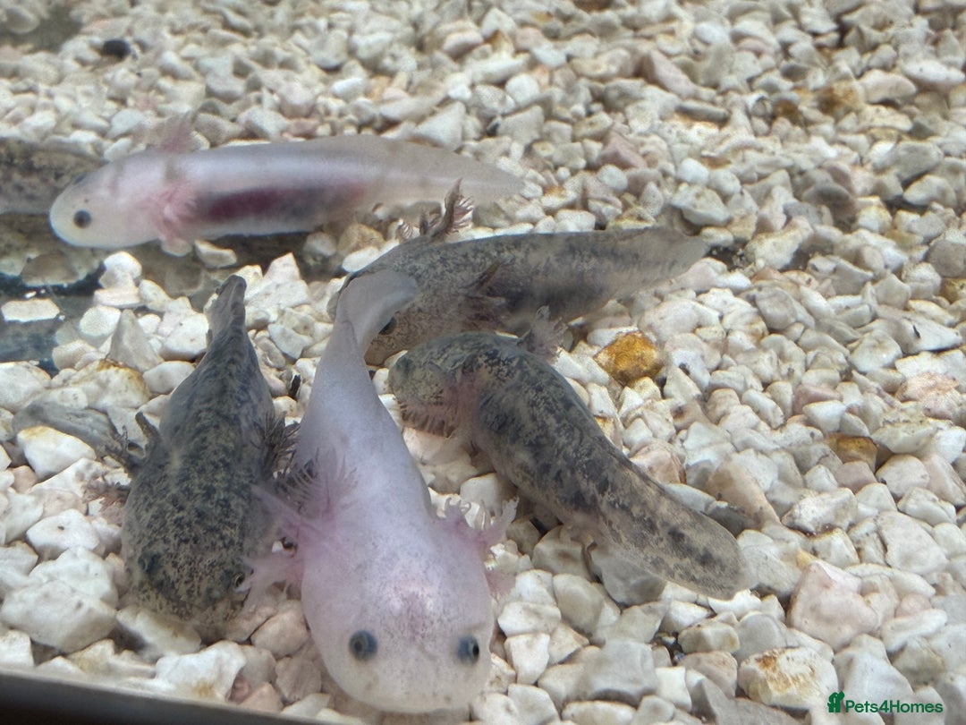 Axolotl reptiles for sale: Axolotl - Advert 27