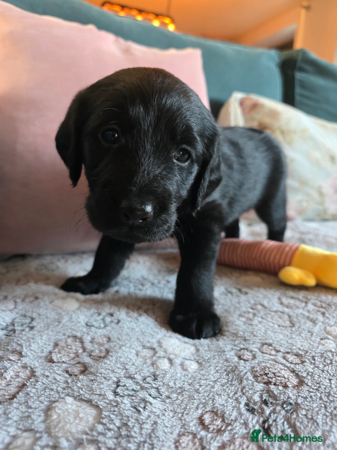 Labradoodle dogs for sale: Adorable Labradoodle puppies - Advert 18