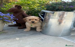 Cavapoo dogs for sale: Extensively Health Tested Apricot Cavapoo pups - Image 19