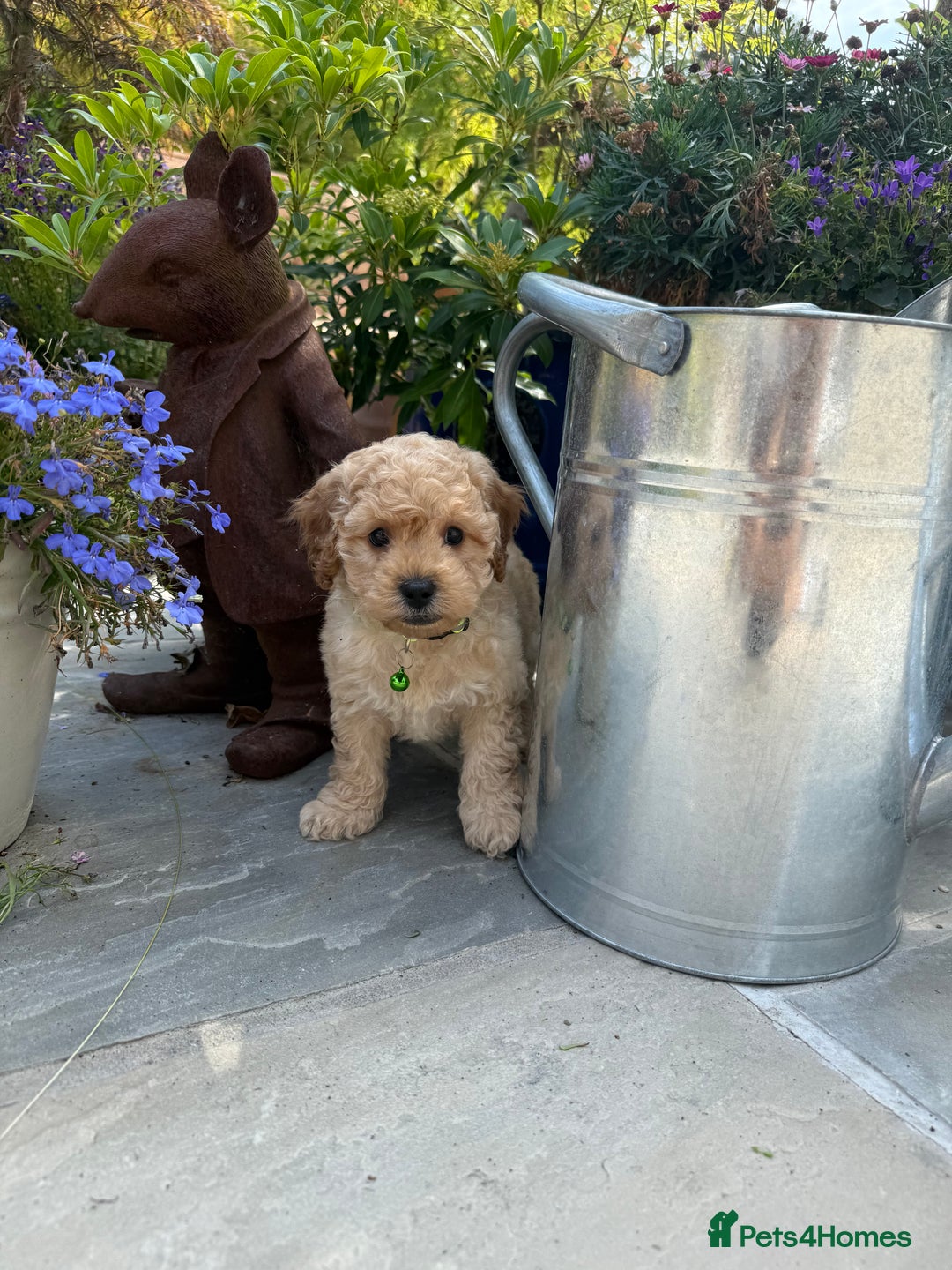 Cavapoo dogs for sale: Extensively Health Tested Apricot Cavapoo pups - Image 19