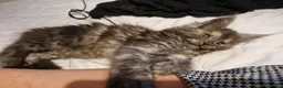 Maine Coon cats for sale: 2 beautiful Maine Coones left - Advert 9