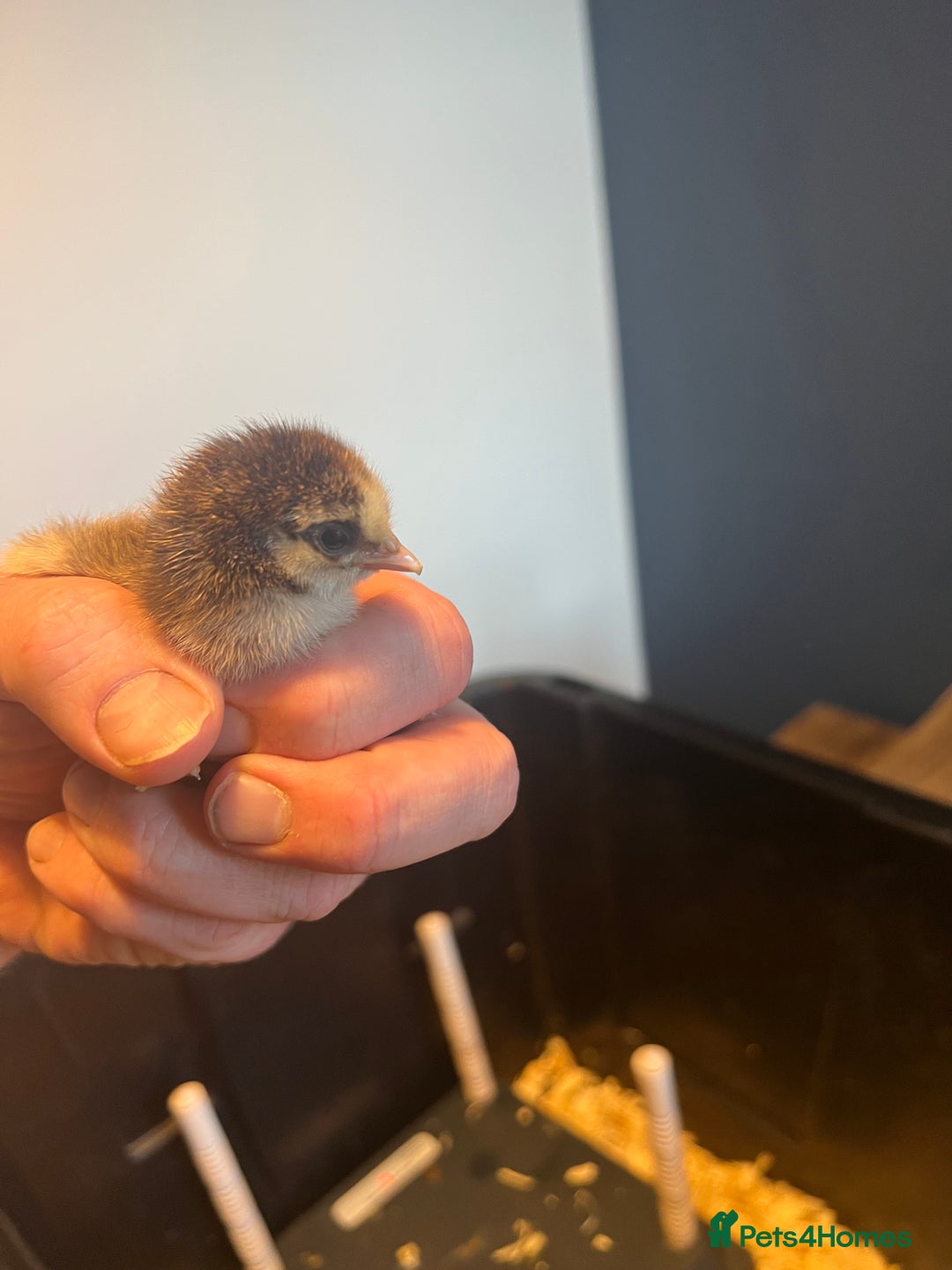 Chickens poultry for sale: MIXED HATCHING EGGS - Pekin, Silkie, Pekin/Silkie - Advert 3