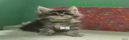 Maine Coon cats for sale: Gorgous maine coon kittens ❤️ - Advert 33