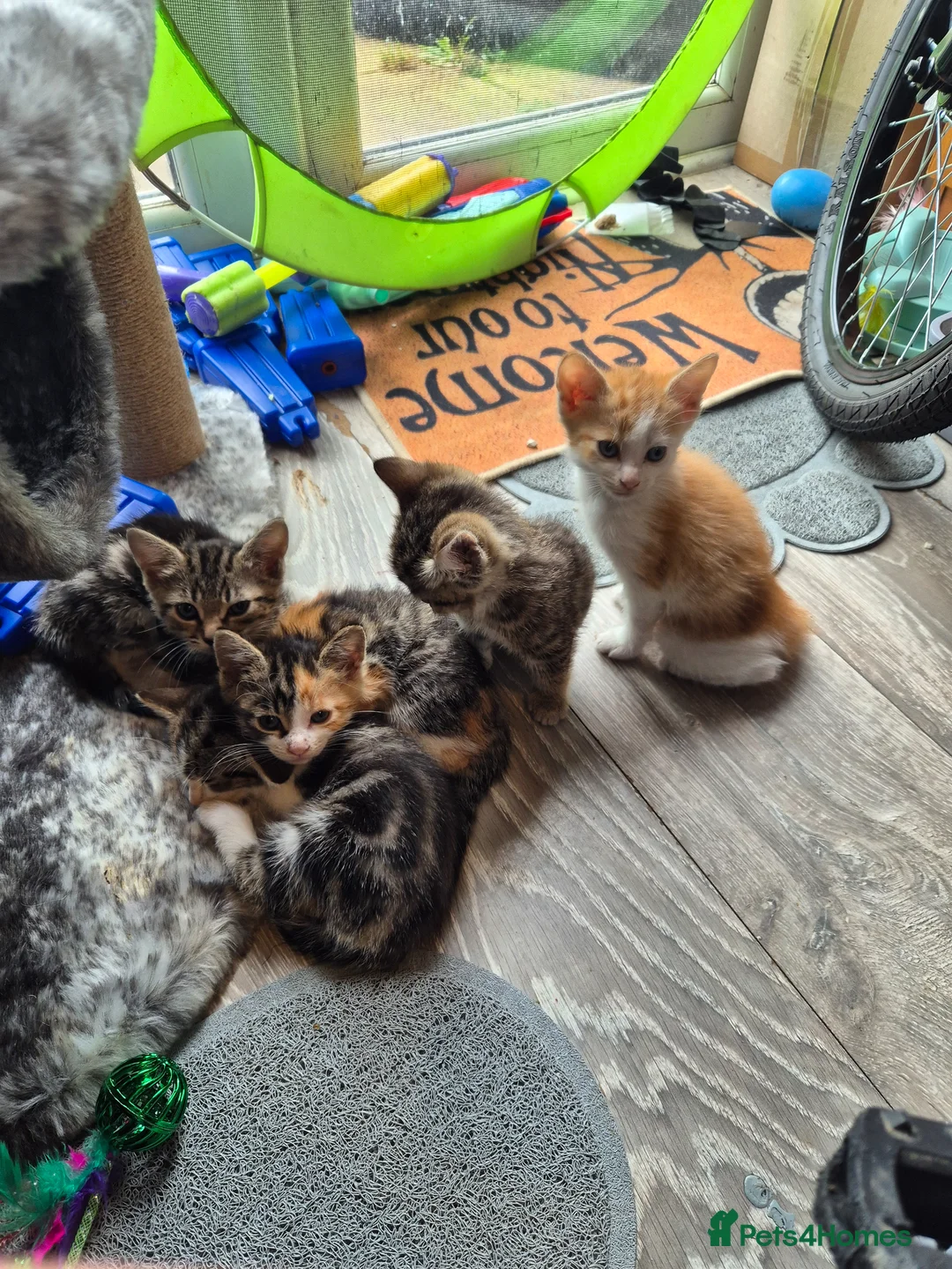 Mixed Breed cats for sale: Kittens - Advert 2