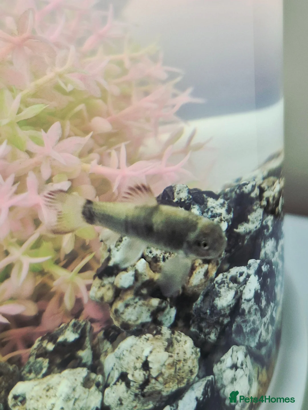 Other/Mixed Breed fish for sale: 6 Cold Water Fish Need New Home - Advert 7