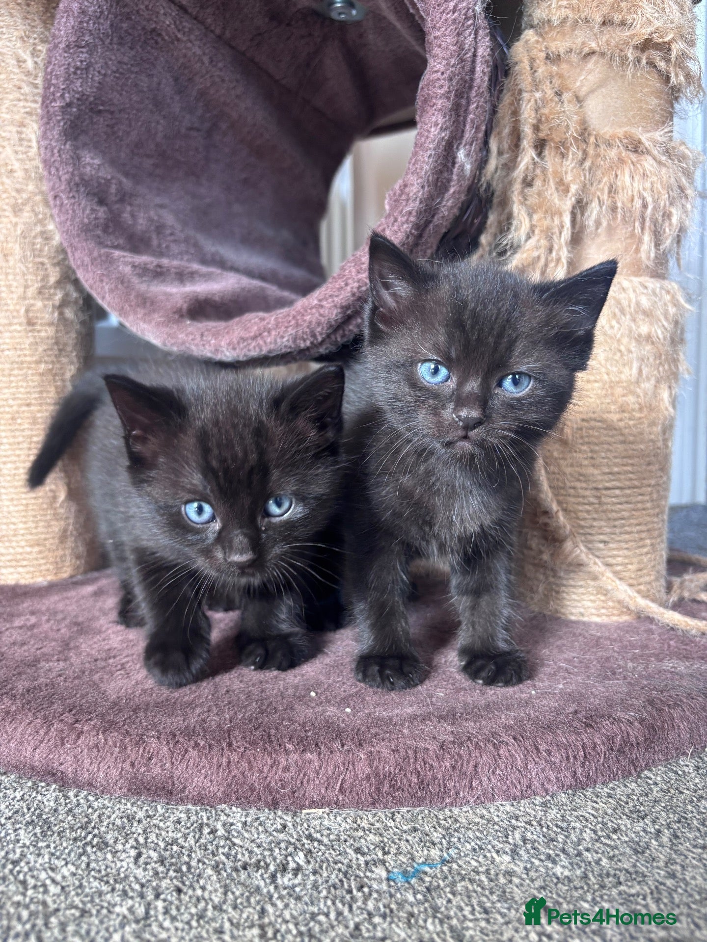 Mixed Breed cats Ragdoll cross kittens - Advert 2