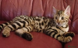 Bengal cats for sale: 3 Beautiful Bengal Kittens for sale - Image 8