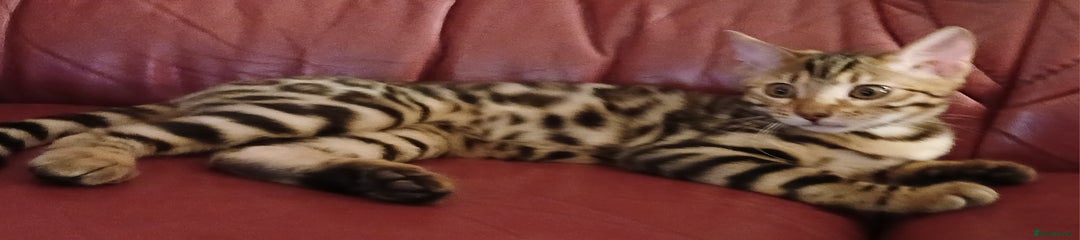 Bengal Kitten 1 Boy Aslan