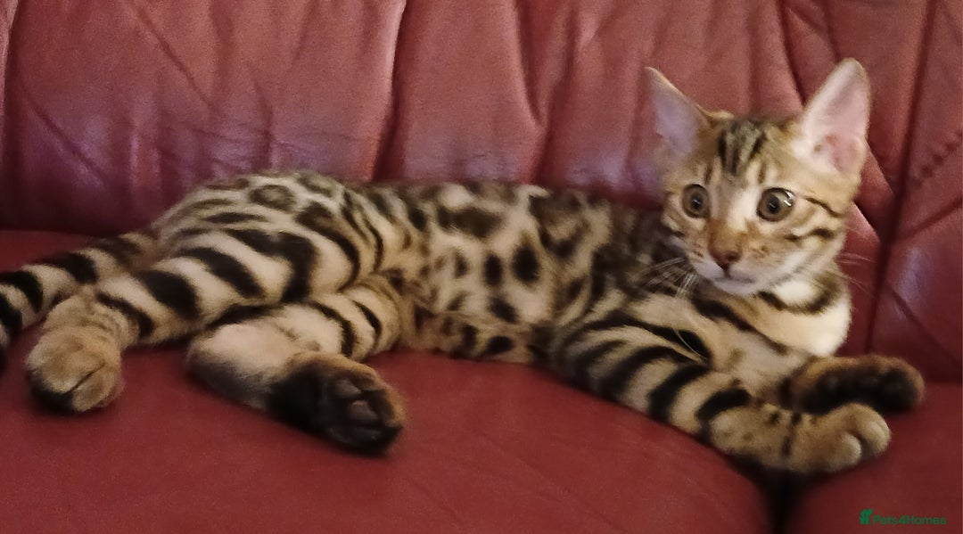 Bengal cats for sale: 3 Beautiful Bengal Kittens for sale - Image 8