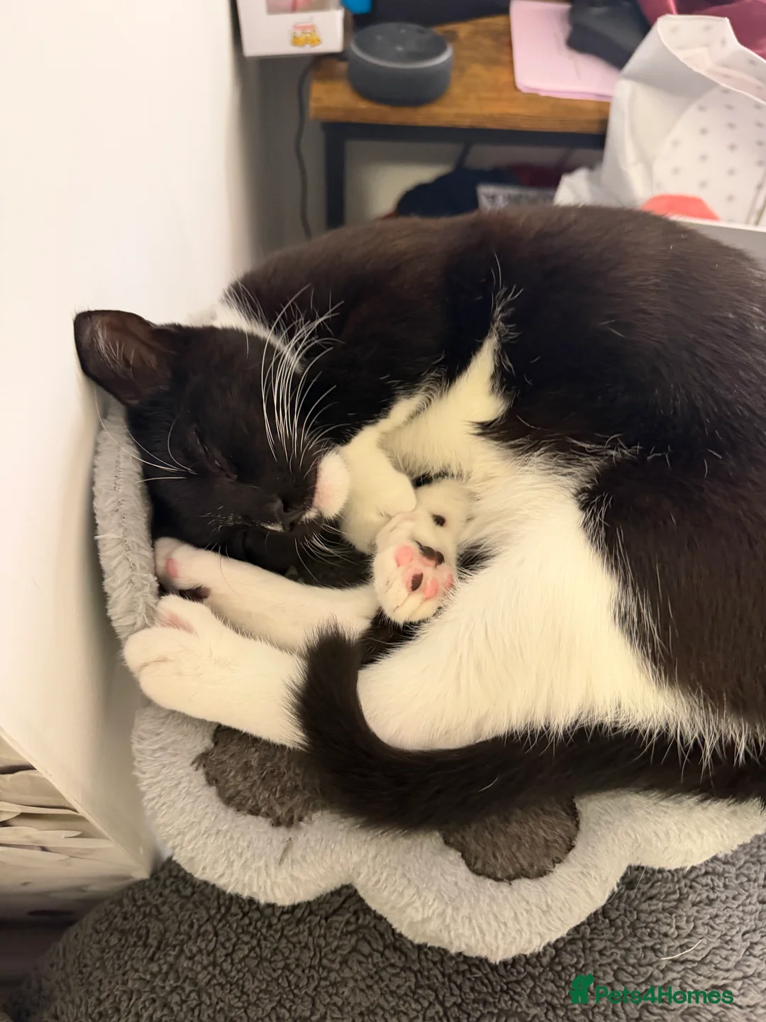 British Shorthair cats for sale: Beautiful Boy for Adoption - Advert 3