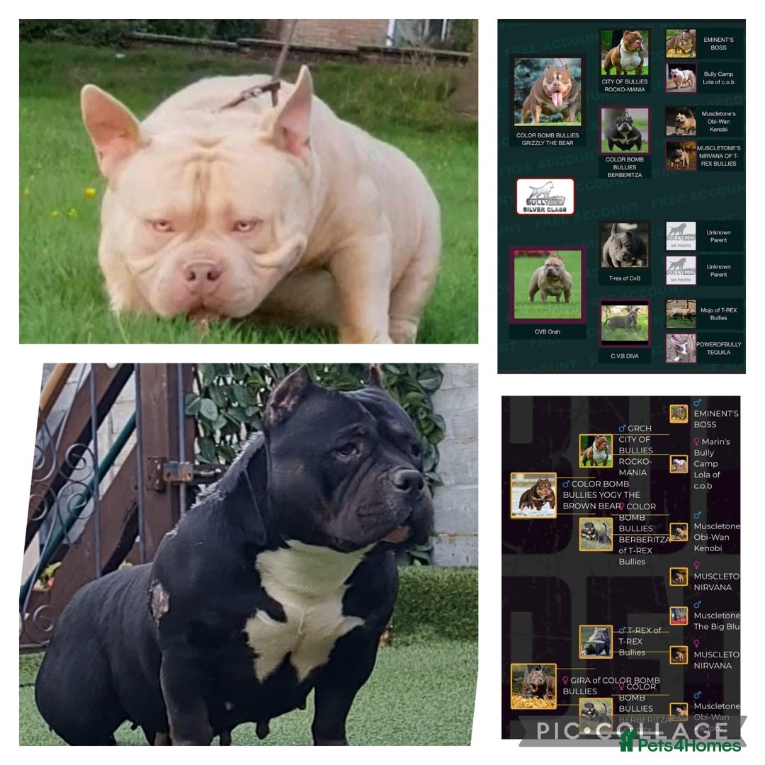 American Bully dogs for sale: American Bully Pocket Extreme Female  - Advert 6