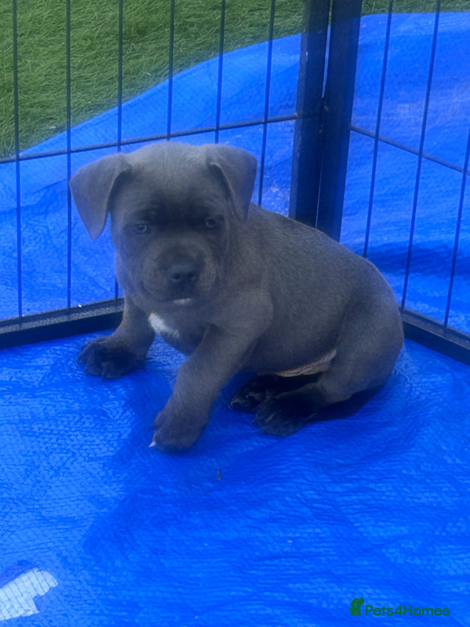 Staffordshire Bull Terrier dogs KC reg Blue Staff Puppies  - Advert 2