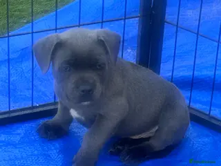 Staffordshire Bull Terrier dogs KC reg Blue Staff Puppies - Advert 1