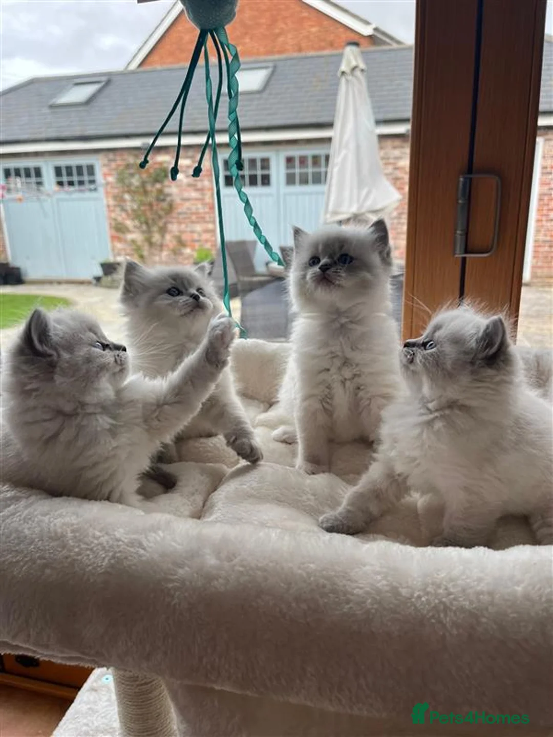 Ragdoll cats for sale: Pedigree Ragdoll Kittens in Havant - Advert 1
