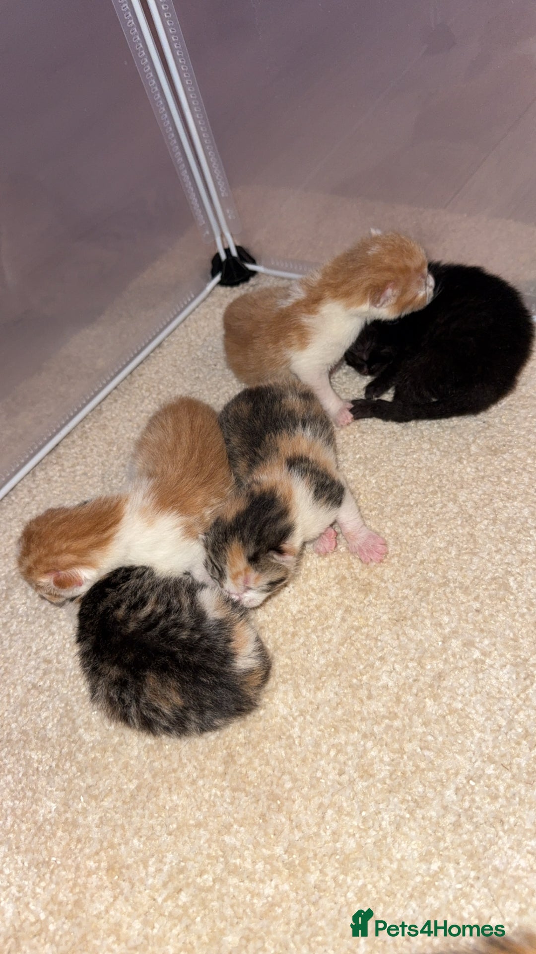 Domestic Shorthair cats for sale: 5 kittens available  - Advert 2