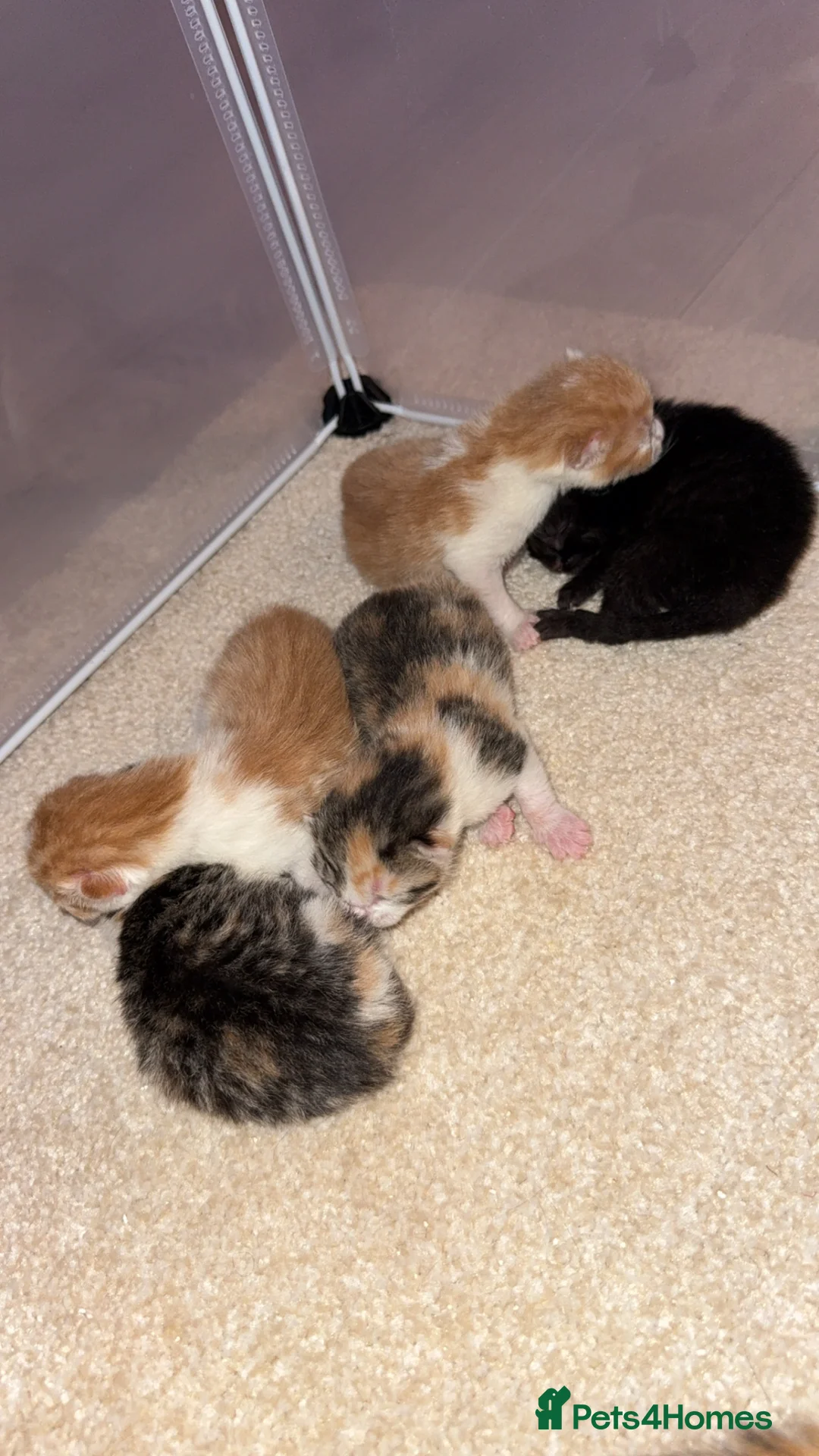 Domestic Shorthair cats for sale: 5 kittens available  - Advert 2