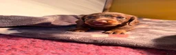 Miniature Dachshund dogs for sale: Beautiful litter of chocolate miniature Dachshunds - Advert 8