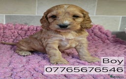 Cockapoo dogs for sale: Classic Cockapoo Puppies Homebred Council Licenced - Advert 6