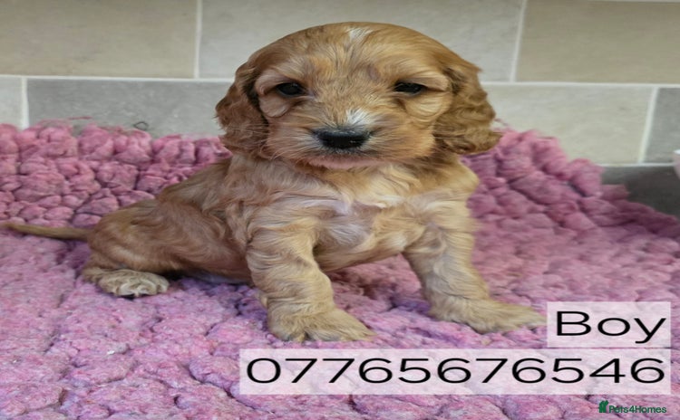 Cockapoo dogs Classic Cockapoo Puppies Homebred Council Licenced - Advert 11