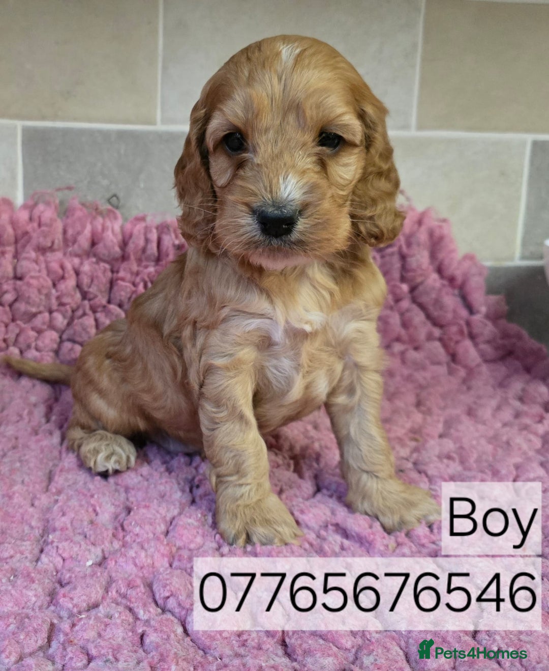 Cockapoo dogs for sale: Classic Cockapoo Puppies Homebred Council Licenced - Advert 6