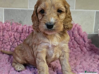 Cockapoo dogs Classic Cockapoo Puppies Homebred Council Licenced - Advert 15