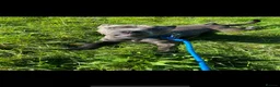 Staffordshire Bull Terrier dogs for stud: Bluey’s Dream Stud dog.  - Advert 8