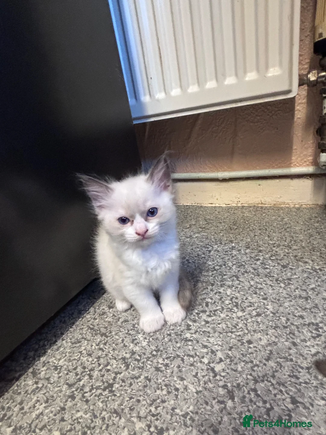 Ragdoll cats for sale: Beautiful pedigree kittens  in Peterborough - Advert 9
