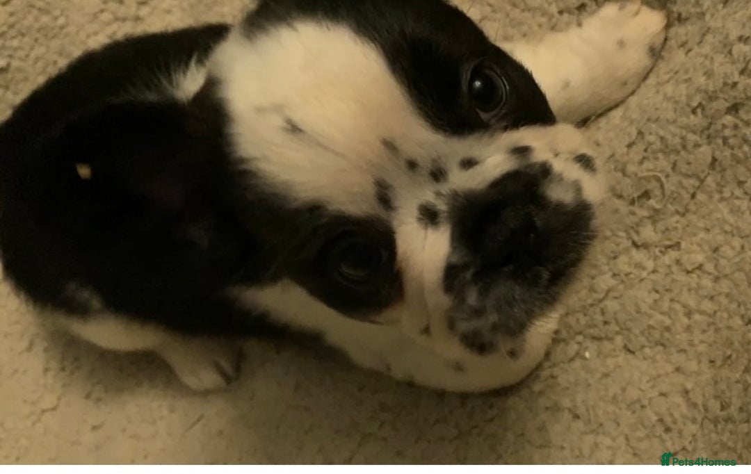 French Bulldog dogs for sale: French bulldogs puppy’s for sale - Advert 10